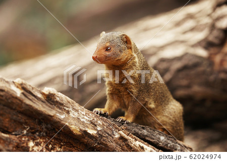 Common dwarf mongoose, Helogale parvula, sitting Common dwarf mongoose, Helogale parvula, sitting 62024974