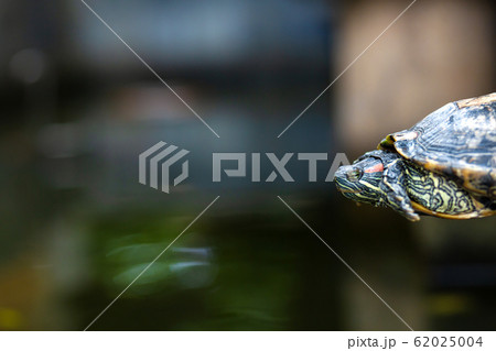 Red Eared Terrapin - Trachemys scripta elegans. Red Eared Terrapin - Trachemys scripta elegans. 62025004