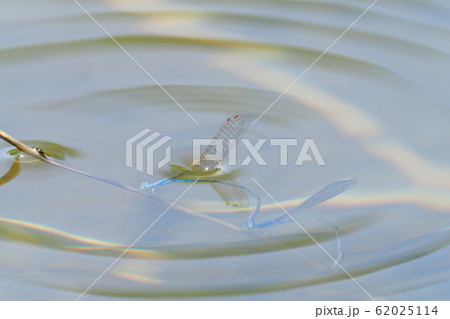 ホソミイトトンボ(連結潜水産卵) ホソミイトトンボ(連結潜水産卵) 62025114