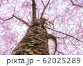 桜色1 62025289