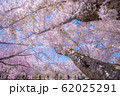 桜色2 62025291