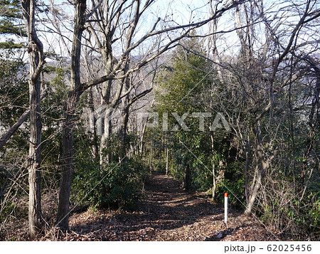 嵐山山頂近くの登山道 62025456