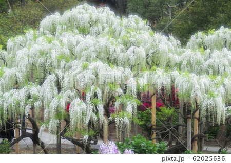 White wisteria flowers - Stock Photo [62025636] - PIXTA