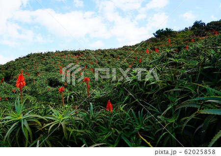 八丈島 大越鼻灯台近くのアロエ園 八丈島 大越鼻灯台近くのアロエ園 62025858