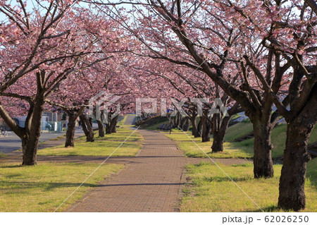[定額] 思川桜堤の桜並木 ( 栃木県 小山市 思川桜並木 4月 ) 62026250