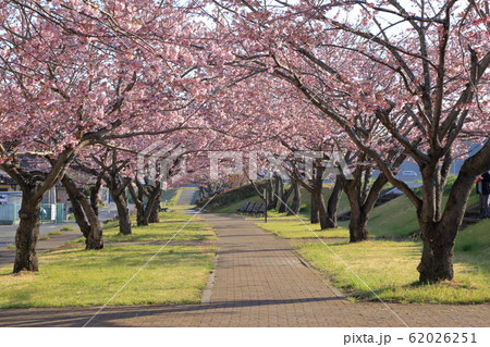 [定額] 思川桜堤の桜並木 ( 栃木県 小山市 思川桜並木 4月 ) 62026251