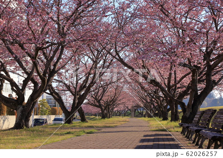 [定額] 思川桜堤の桜並木 ( 栃木県 小山市 思川桜並木 4月 ) 62026257