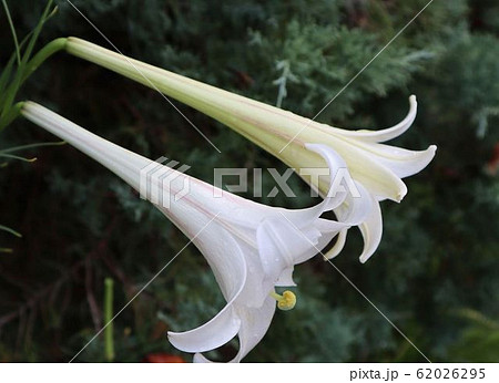 白百合 白百合 62026295