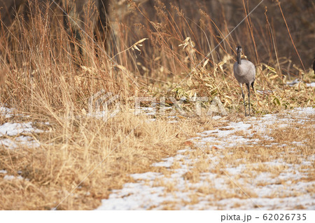 珍しい!北海道に現れたクロヅル 珍しい!北海道に現れたクロヅル 62026735
