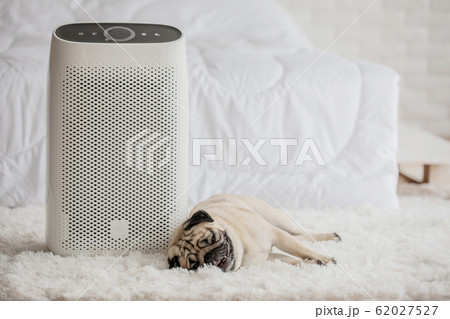 Dog Pug Breed and Air purifier in cozy white bed room for filter and cleaning removing dust PM2.5 HEPA in home Dog Pug Breed and Air purifier in cozy white bed room for filter and cleaning removing dust PM2.5 HEPA in home 62027527