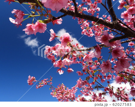 土肥桜まつり03 62027583