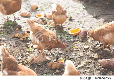 鶏　平飼い 62028255
