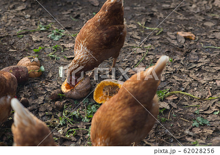 鶏 平飼い 鶏 平飼い 62028256