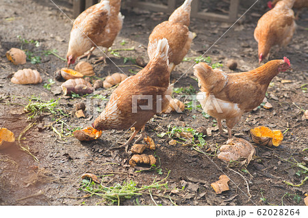 鶏　平飼い 62028264