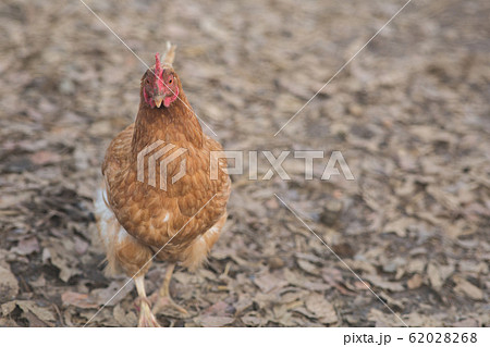 鶏 平飼い 鶏 平飼い 62028268