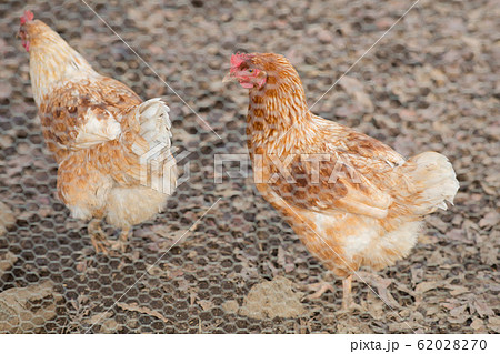 鶏 平飼い 鶏 平飼い 62028270