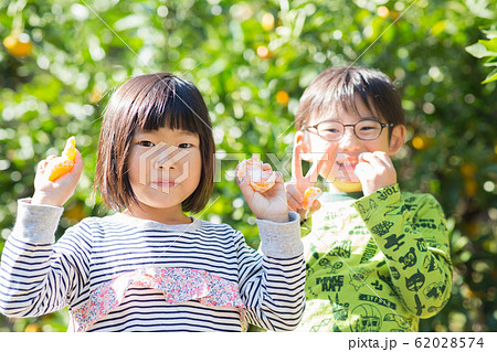 みかん狩りする子ども 62028574