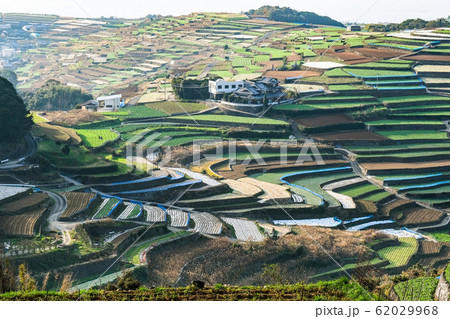 雲仙市・南串山町の棚畑 雲仙市・南串山町の棚畑 62029968