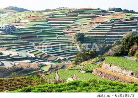 雲仙市・南串山町の棚畑 62029978