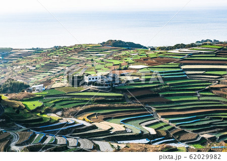 雲仙市・南串山町の棚畑 雲仙市・南串山町の棚畑 62029982