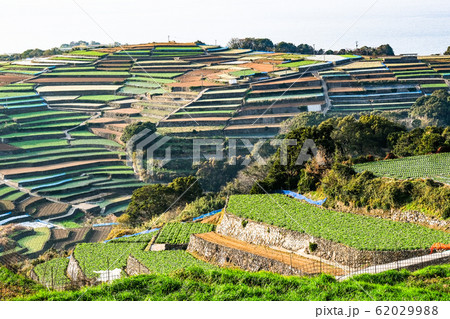 雲仙市・南串山町の棚畑 62029988