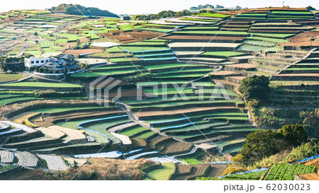 雲仙市・南串山町の棚畑 62030023