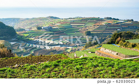 雲仙市・南串山町の棚畑 雲仙市・南串山町の棚畑 62030025
