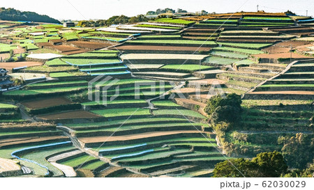 雲仙市・南串山町の棚畑 雲仙市・南串山町の棚畑 62030029