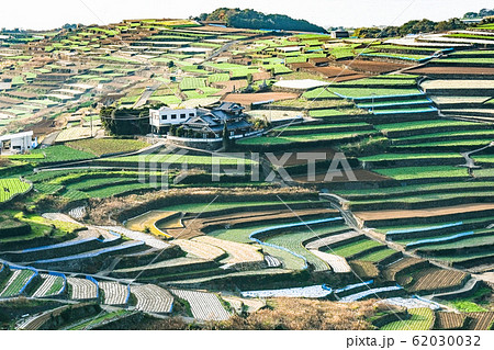 雲仙市・南串山町の棚畑 雲仙市・南串山町の棚畑 62030032