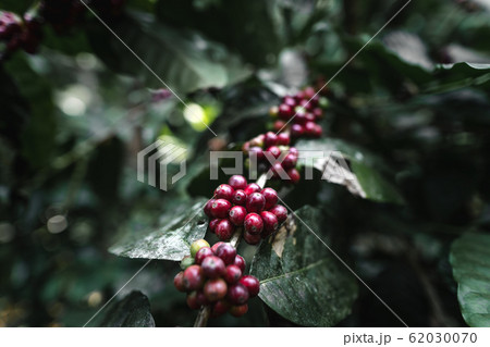Fresh red coffee red cherry coffee bean in hands 62030070