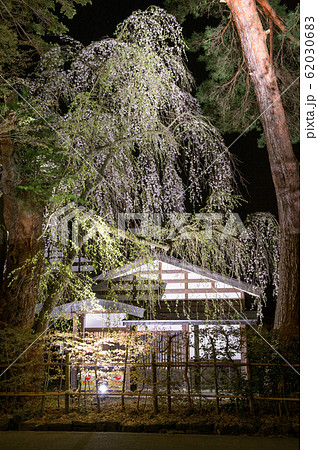 角館　夜桜　秋田県 62030683