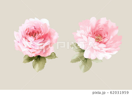 花 フラワー お花 62031959