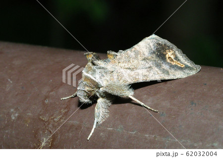 ウリキンウワバ 62032004