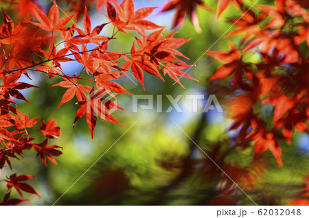 紅葉を見上げる 紅葉を見上げる 62032048