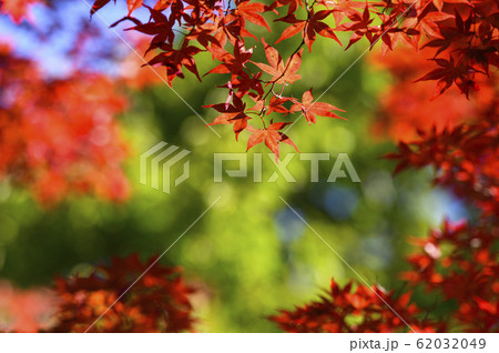 紅葉を見上げる(グリーンバック) 紅葉を見上げる(グリーンバック) 62032049