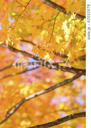 綺麗な紅葉 綺麗な紅葉 62032078