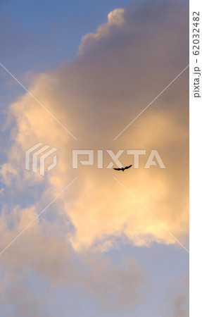 Bird flying against cloud 62032482