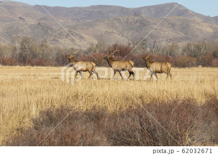 Elk in field by mountains 62032671