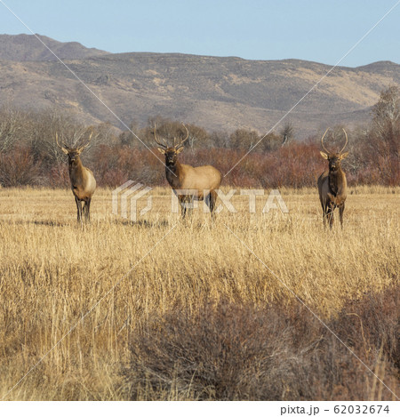 Elk in field by mountains Elk in field by mountains 62032674