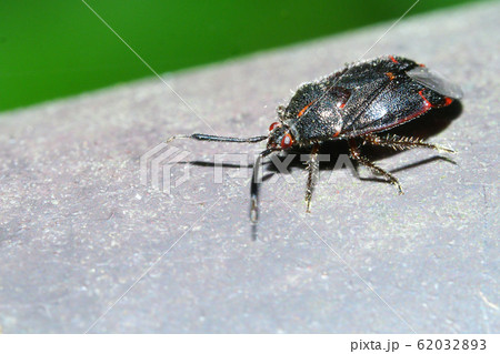 カイガラツヤカスミカメ カイガラツヤカスミカメ 62032893