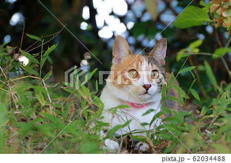 ねこ 茂みの中から獲物を狙うの写真素材 6344
