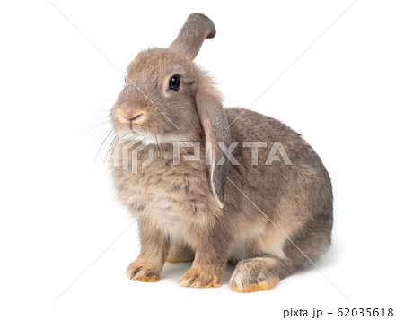 Gray cute young rabbit isolated on white background. Lovely young gray rabbit sitting. 62035618