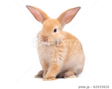 Red-brown cute baby rabbit isolated on white background. Lovely brown rabbit sitting. Red-brown cute baby rabbit isolated on white background. Lovely brown rabbit sitting. 62035620
