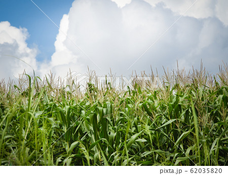 Corn field growing up in farming plant.  62035820