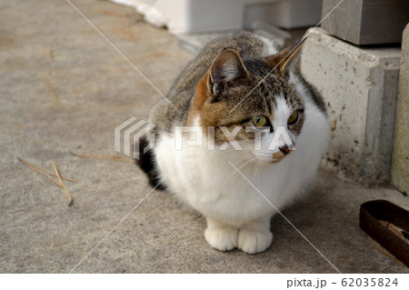 野良猫（キジ白） 62035824