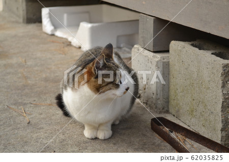 野良猫（キジ白） 62035825