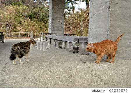 二匹の猫(茶とラとキジ白) 二匹の猫(茶とラとキジ白) 62035875
