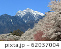 山梨県真原の桜並木と甲斐駒ケ岳 62037004