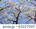 山梨県真原の桜 62037005