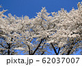 山梨県真原の桜 62037007